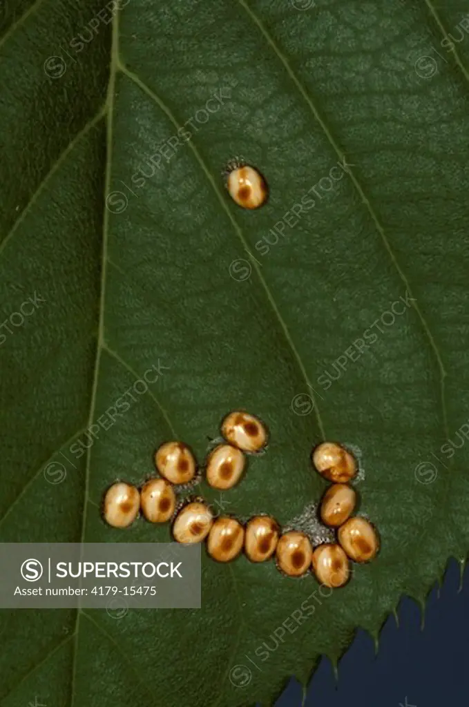 Cecropia Moth Eggs on Cherry Leaf (Agalophora cecropia), NJ