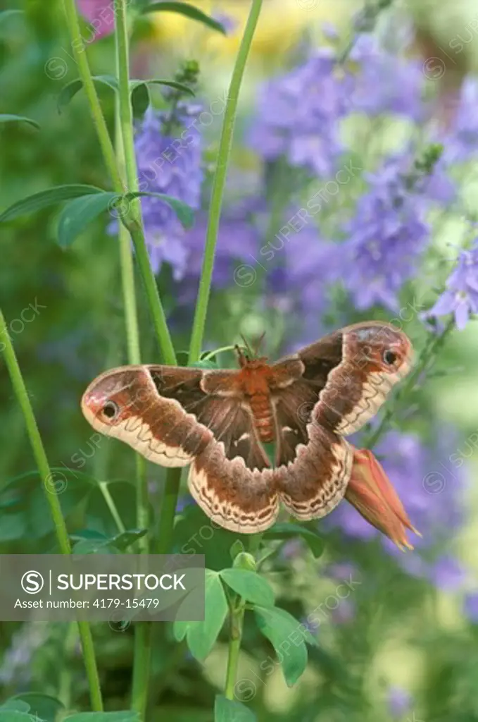 Cecropia Moth In Garden Western PA