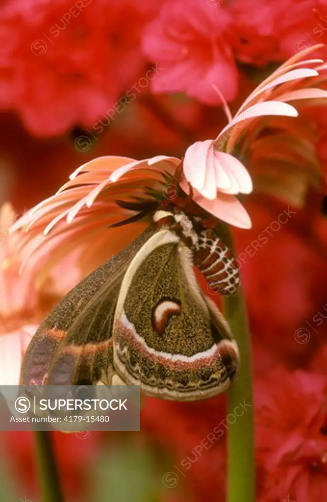 Ceropia Moth & Gerbera Daisy Western PA