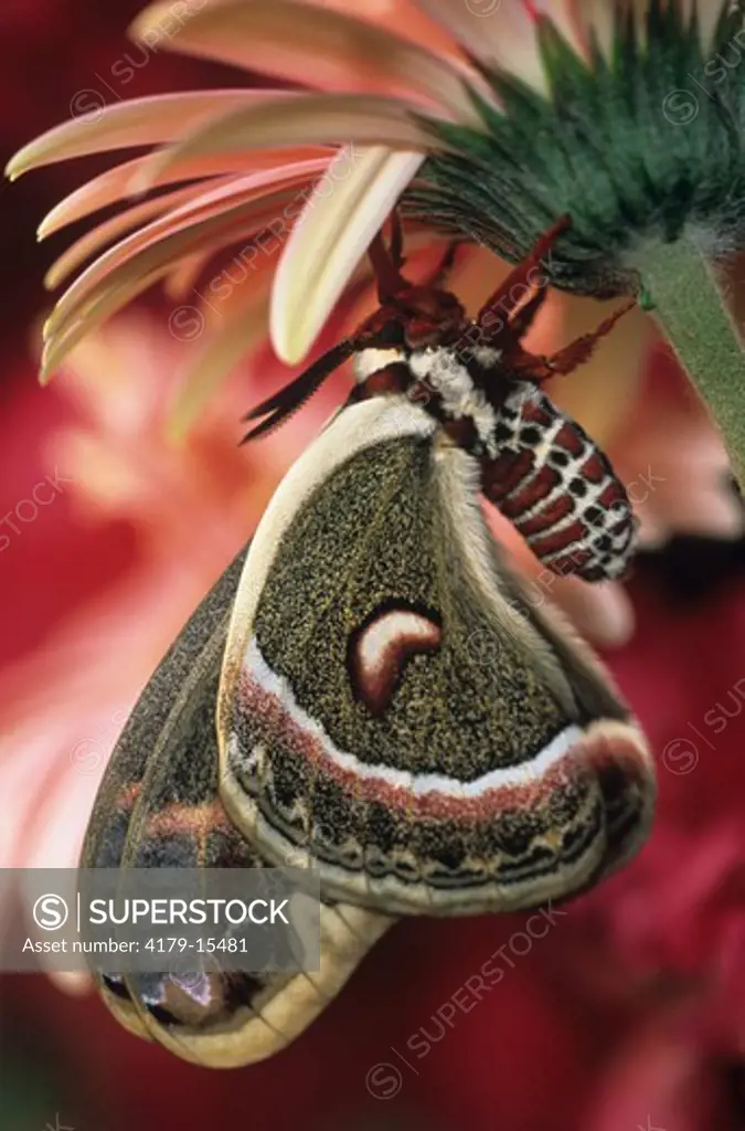 Cecropia Moth & Gerbera Daisy, Western PA