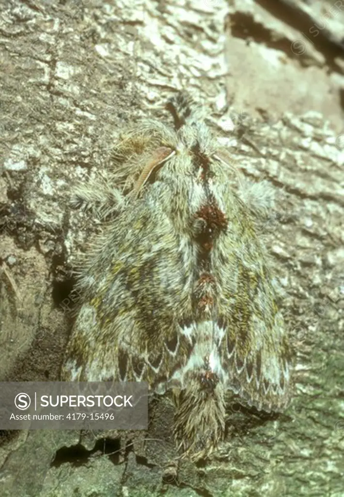 Cryptic Moth Monteverde, Costa Rica