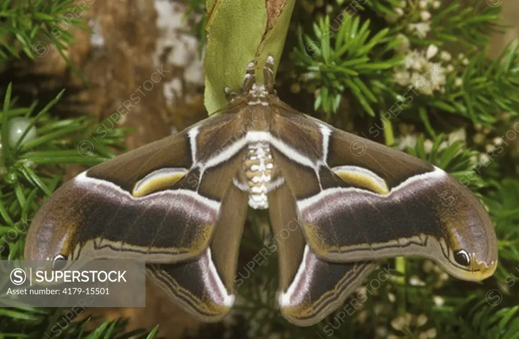 Cynthia Moth (Samia cynthia), male hanging on female's Cocoon
