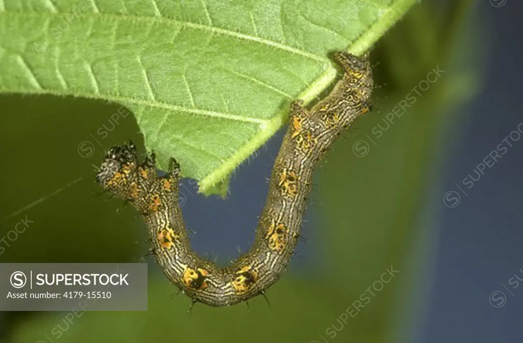 Geometrid Moth Caterpillar, The Half Wing, on Hackberry (Phigalia titea), NJ