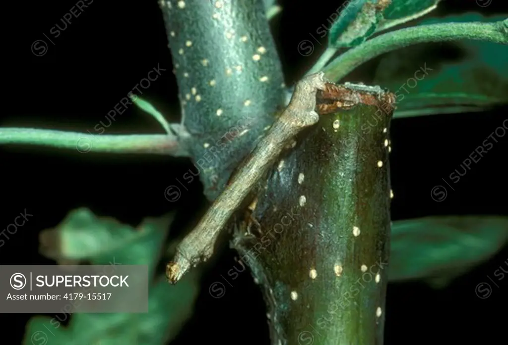 Twig Mimic Inchworm on Apple (Geometridae) Ithaca, New York