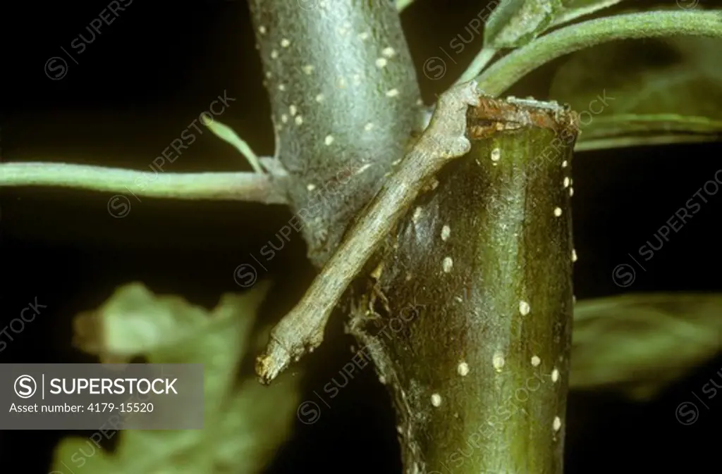 Geometer Moth Caterpillar aka Inch Worm, twig mimic, on Apple, Ithaca, NY