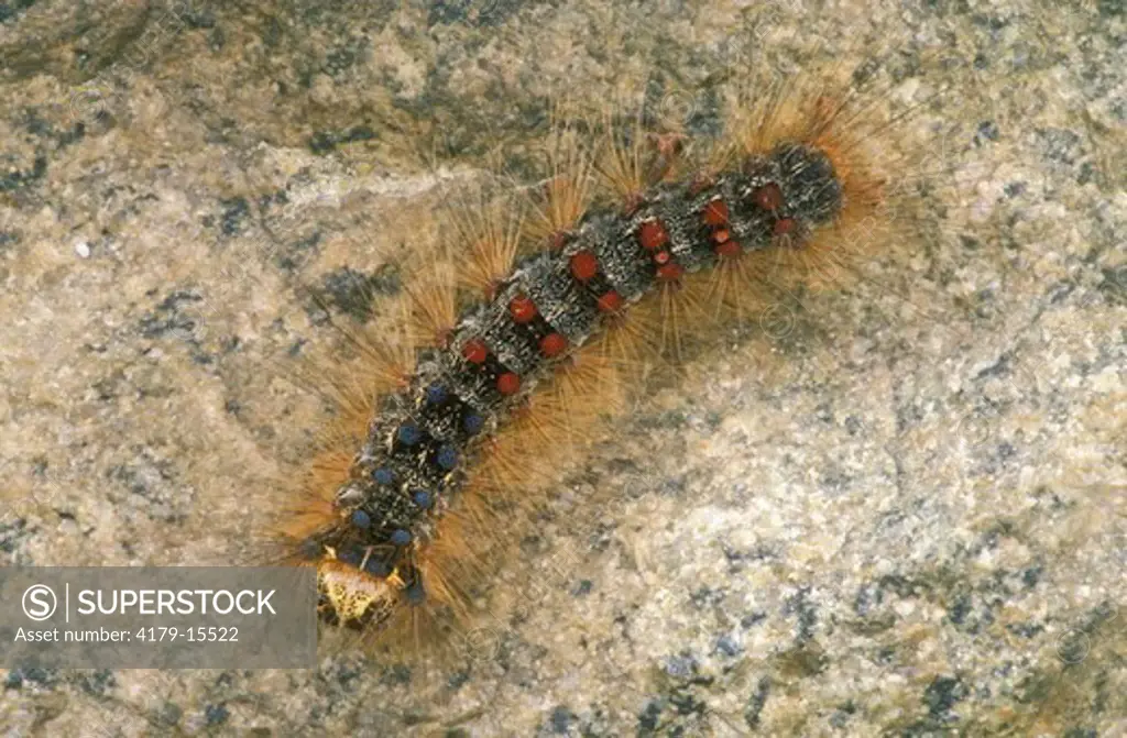 Gypsy Moth Caterpillar   (Lymantria dispar) Hemlock Springs, Shenandoah NP, VA
