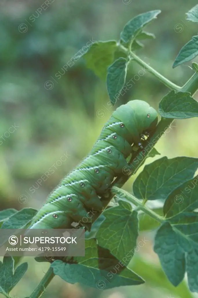 Tobacco Hornworm on Tomato Plant (Manduca sexta) Missouri