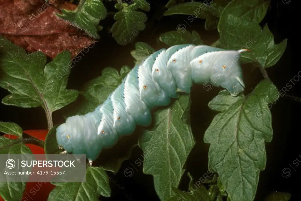Tobacco Hornworm (Manduca sexta) Caterpillar  Eastern USA