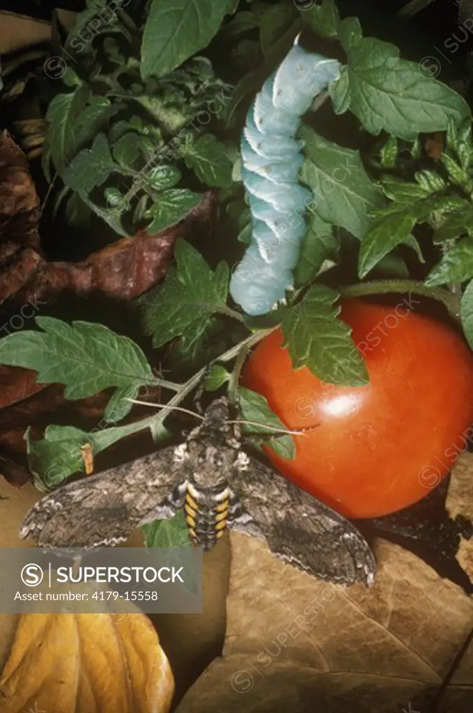 Tobacco Hornworm (Manduca sexta) Life Cycle: Eggs, Caterpillar, Pupa, Moth