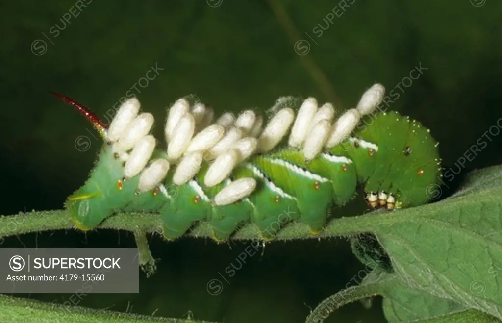 Tobacco Hornworm (Manduca sexta) Parasitizied /Wasp Pupae (wild)