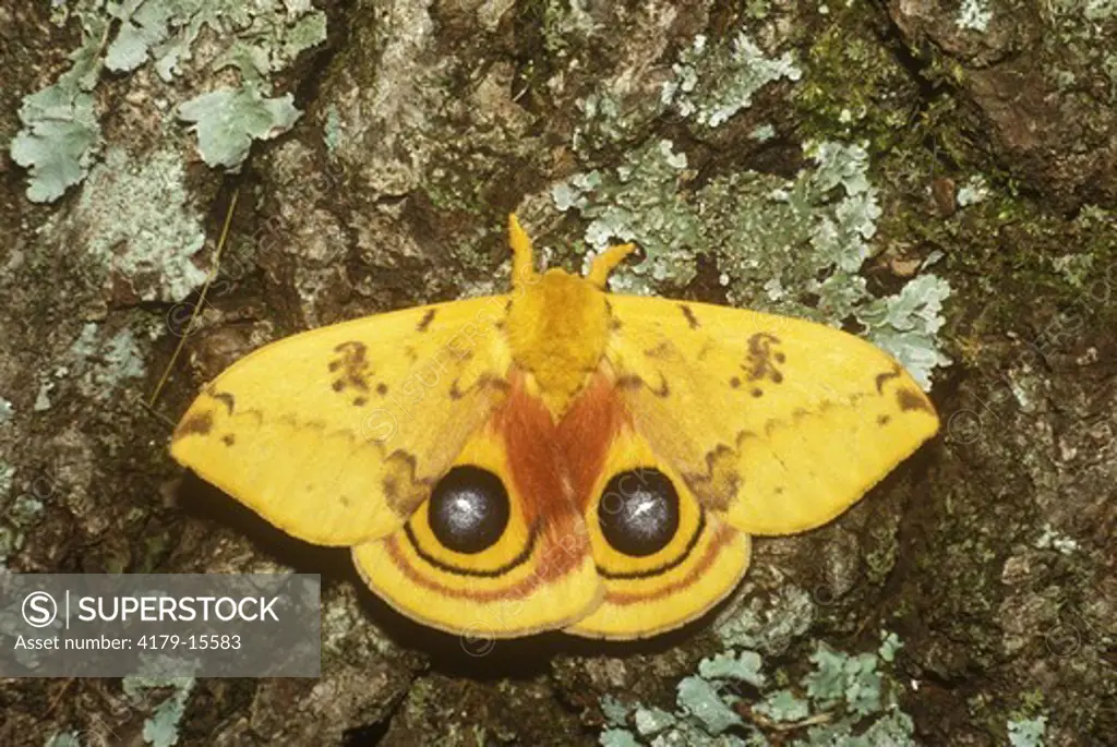 Male Io Moth (Automeris io)