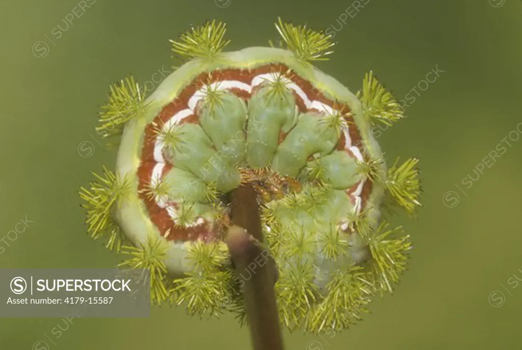 Io Moth Caterpillar (Automeris io) defensive position, curled around plant stem with stinging spines outward, Florida