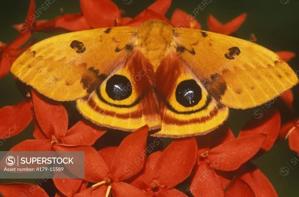 Io Moth (Automeris io), Florida, showing false Eyespots