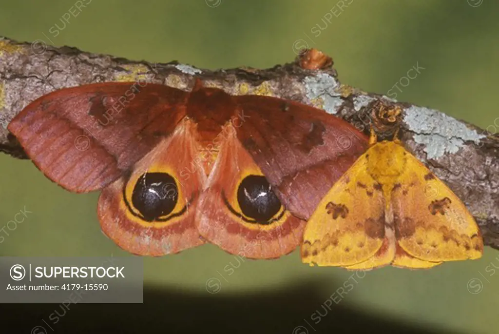 Io Moth (Automeris io), Florida, male and female, one showing Eyespots