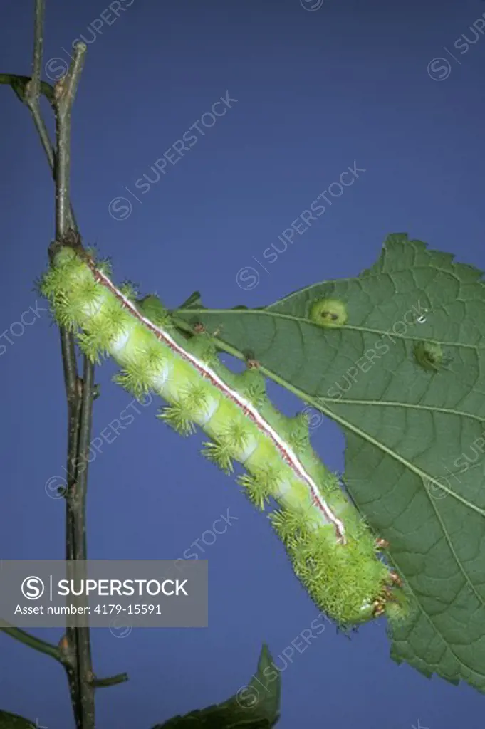 Io Moth Caterpillar eating Hackberry (Automeris io), NJ