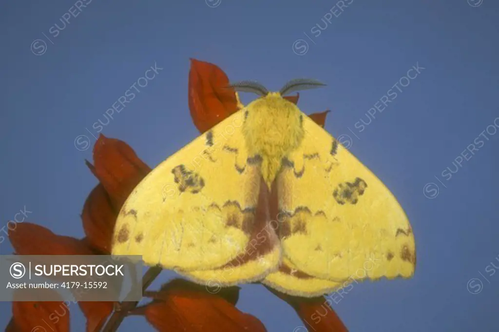 Io Moth, male on Red Sage (Automeris io)