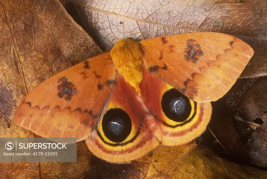 IO Moth showing Eye Spot (Automeris io) male Everglades NP - Florida