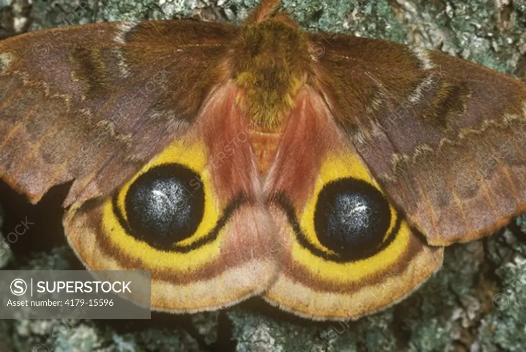 Io Moth (Automeris io) Ithaca, New York