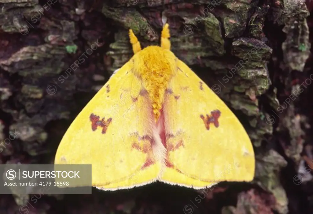 Male io moth - at rest Automeris io Ithaca, NY