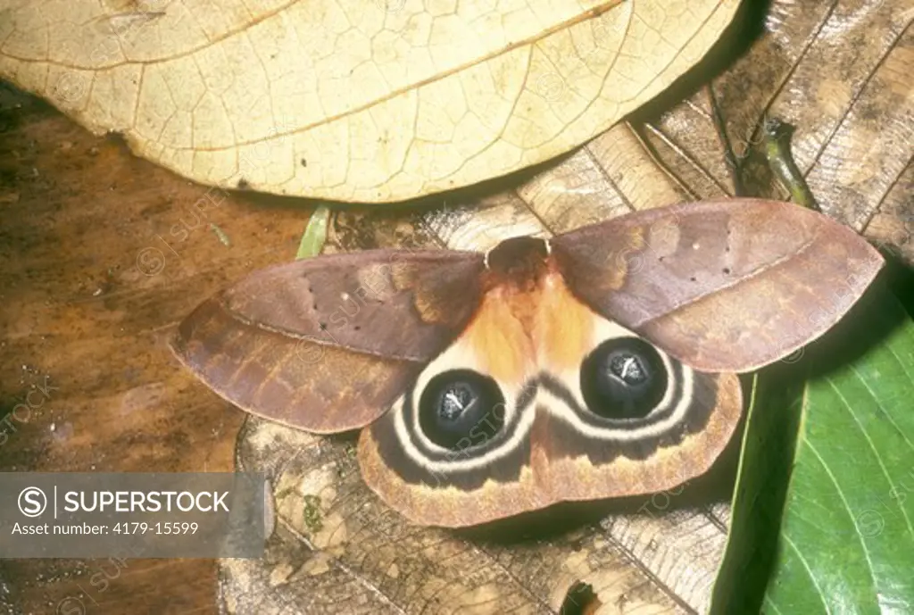 Tropical Io Moth (Automeris sp.) Flashing Eye Spots/La Selva, Costa Rica