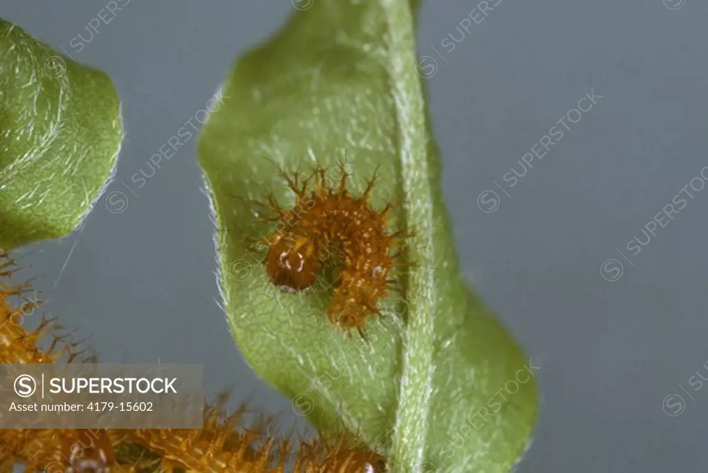 Io Moth Larva (Automeris io), 3x, on Buttonbush, New Orleans, LA