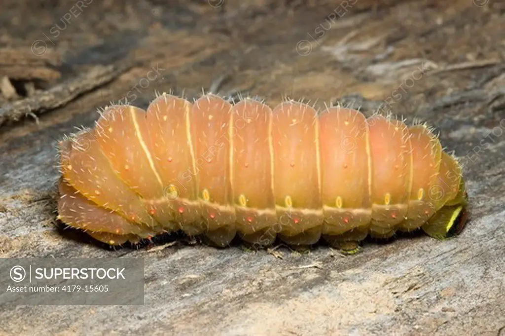 Luna Moth caterpillar (Actias luna) South Mountains State Park, NC