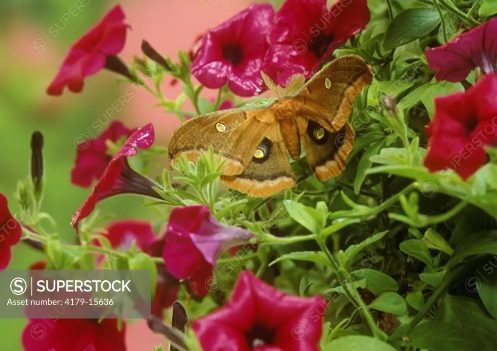Polyphemus Moth with Petunias, garden, (Antheraea polyphemus), Adirondacks, NY