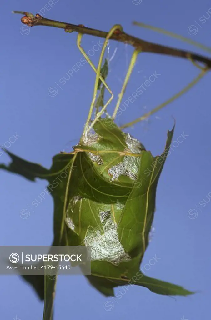 Polyphemus Moth, new Cocoon on Scarlet Oak (Antheraea polyphemus) NJ