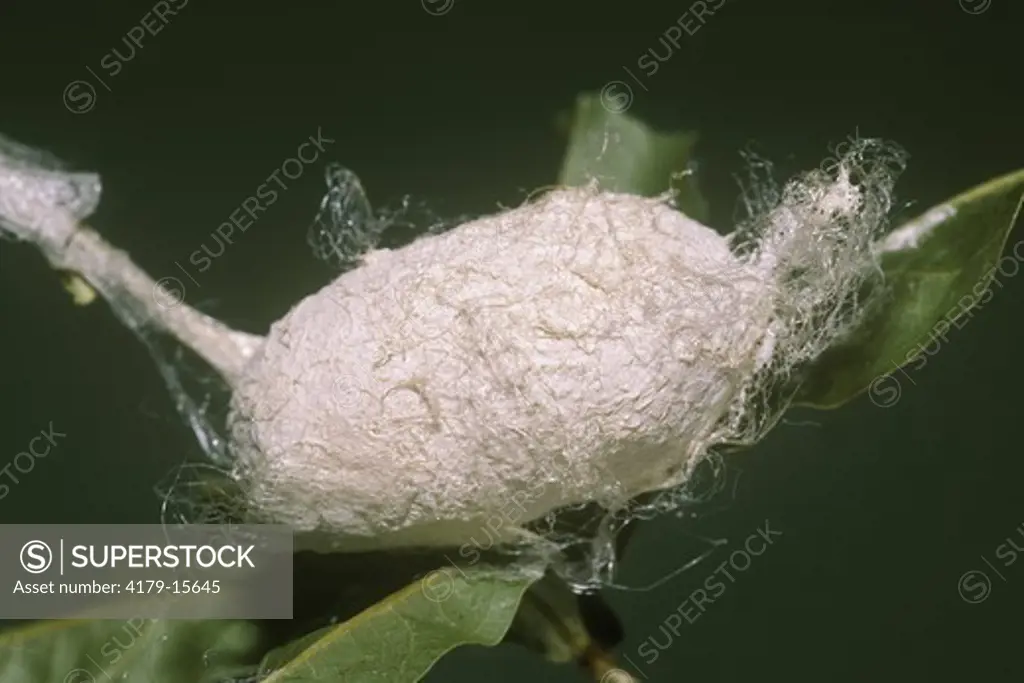 Polyphemus Moth Cocoon (Antheraea polyphemus), on Oak, Louisiana