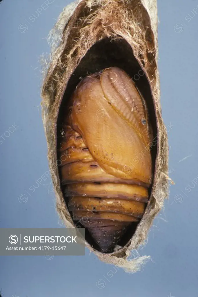 Promethea Moth Coccon cutaway showing Pupa (Callosamia promethea), OH