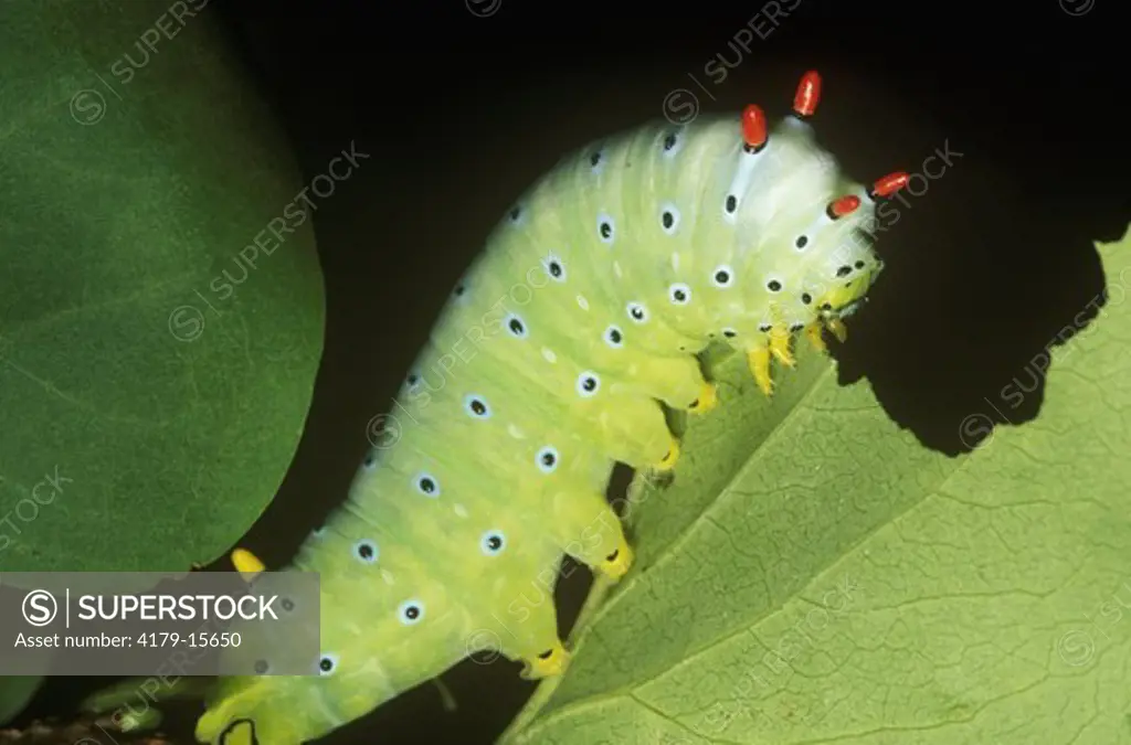 Promethea Moth Catepillar (Callosamia promethea) Ithaca, New York