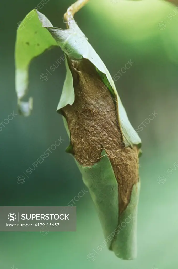 Promethea Moth Cocoon built with Leaf (Callosamia promethea), Ithaca, New York