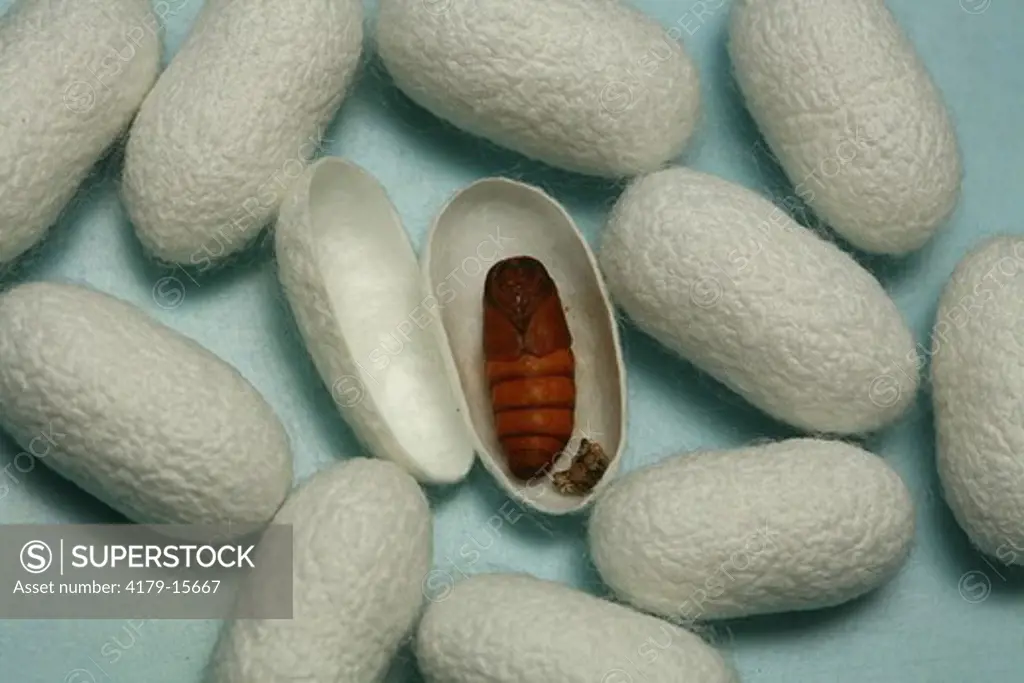 Brazil, Sao Paulo State, breeding of Silkworms (Bombyx mori) Cocoon