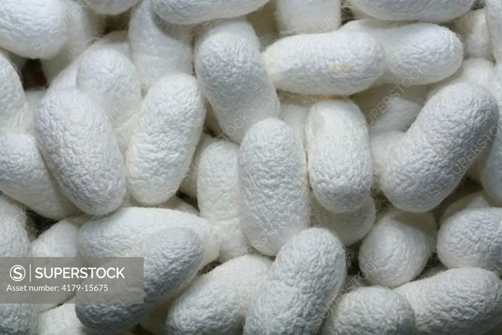 Brazil, Sao Paulo State, breeding of Silkworms (Bombyx mori) Cocoons