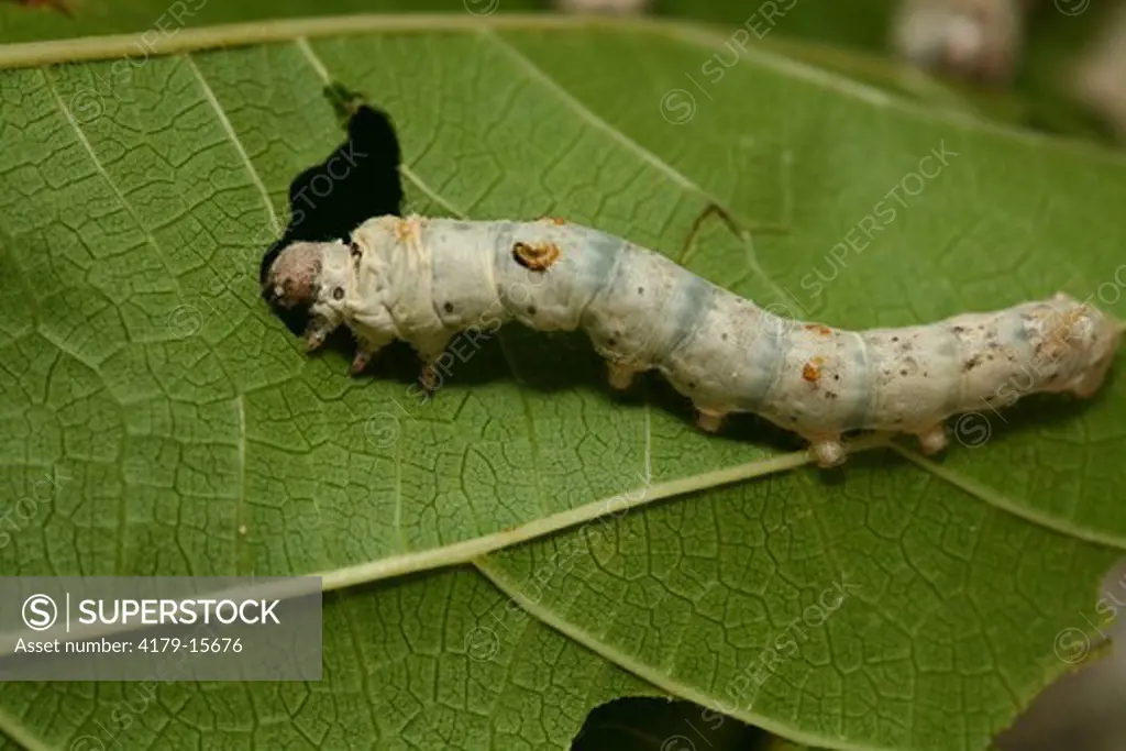 Brazil, Sao Paulo State, breeding of Silkworms (Bombyx mori) Caterpillar feeding
