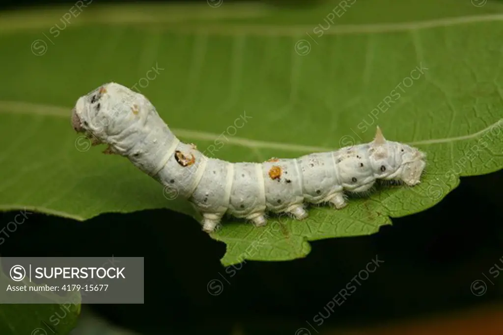 Brazil, Sao Paulo State, breeding of Silkworms (Bombyx mori) Caterpillar feeding