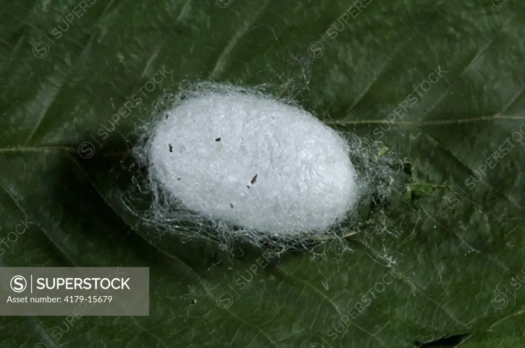 Silkworm Moth Cocoon (Bombyx mori) Asia