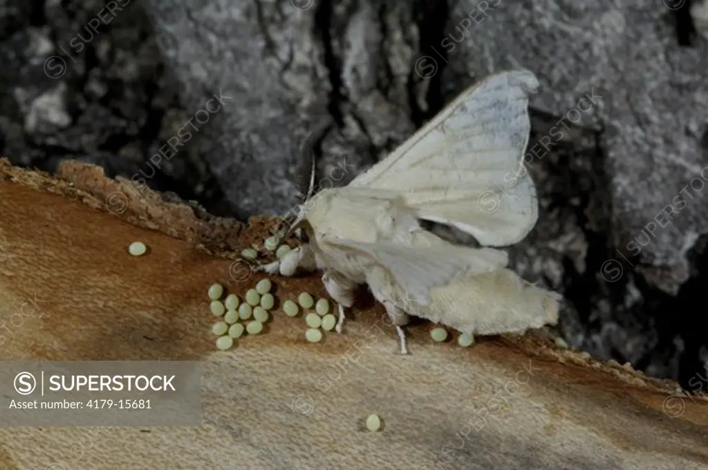 Silkworm Moth laying Eggs (Bombyx mori) China