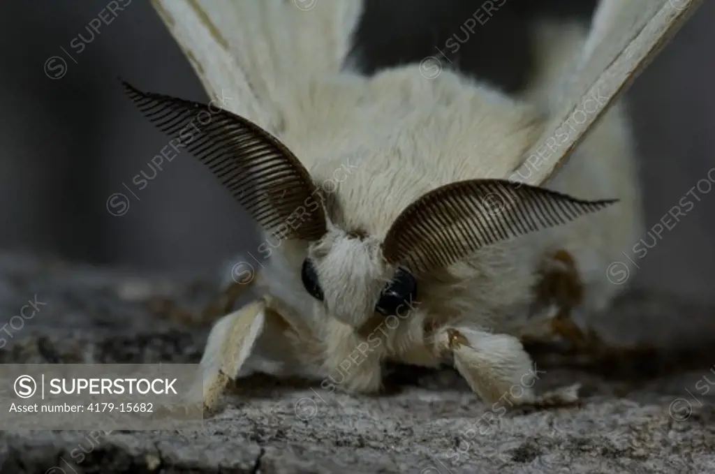 Silkworm Moth Portrait (Bombyx mori) China