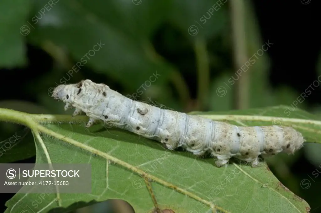 Silkworm Moth Caterpillar eating Mulberry Leaf (Bombyx mori)