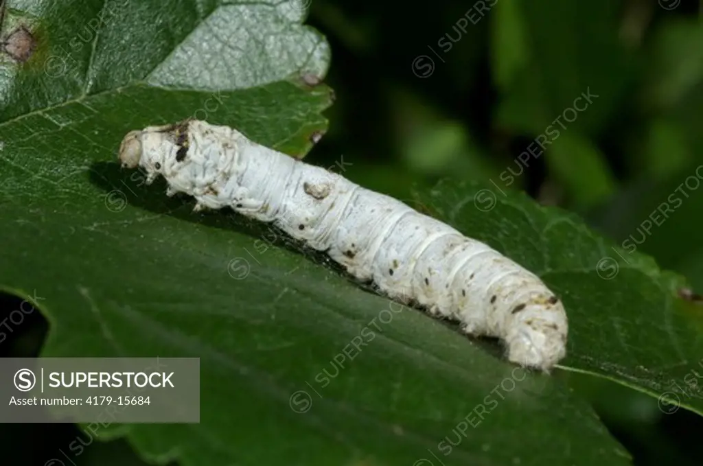 Silkworm Moth Caterpillar eating Mulberry Leaf (Bombyx mori)