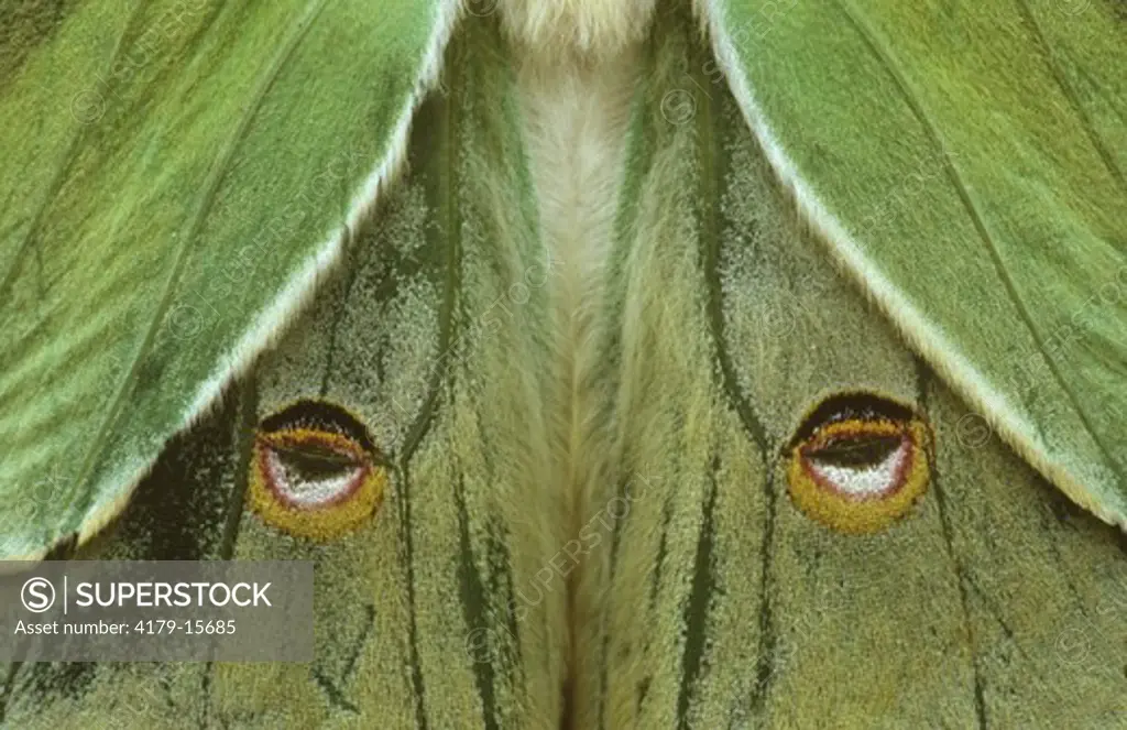 Silk Moth (Actias maenas) close up showing eyespots