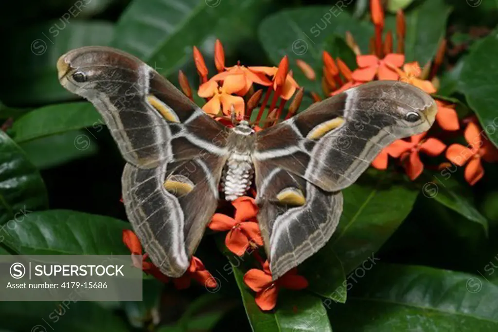 Ailanthus Silk Moth (Samia cynthia)