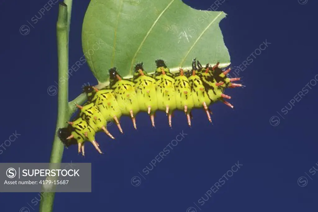 Silk Moth caterpillar on ylang ylang Nosy Be - Madagascar