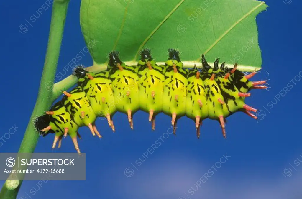 Giant Silk Moth Caterpillar on Ylang Ylang Tree (Cananga odorata), Nosy Be, Madagascar