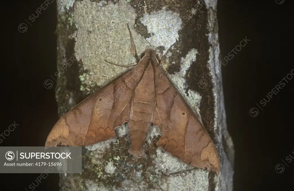 Fig Sphinx Moth (Pachylia ficus) Cloud Forest, Costa Rica