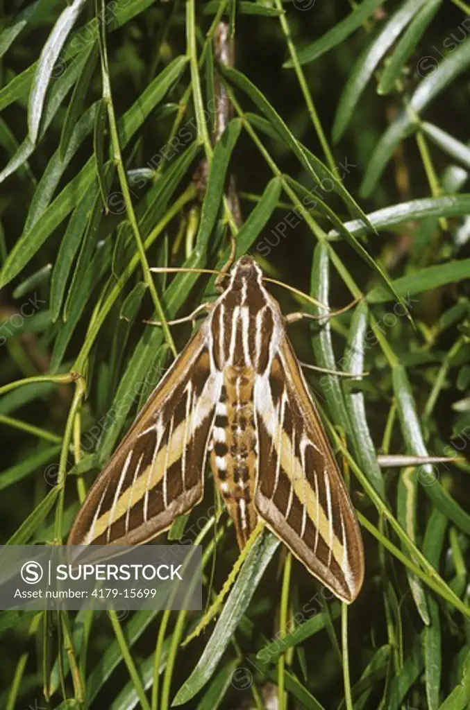 White-lined Sphinx Moth (Hyles lineata) Starr Co. Texas