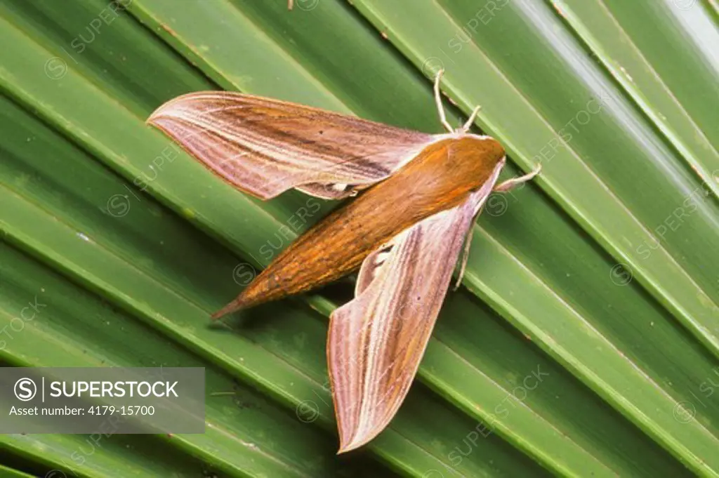 Tersa Sphinx Moth (Xylophanes tersa) Florida, Collier Co.