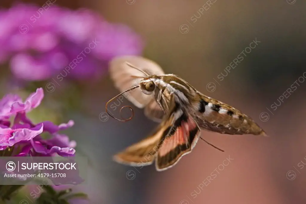 White-lined Sphinx Moth in Emigrant, Montana