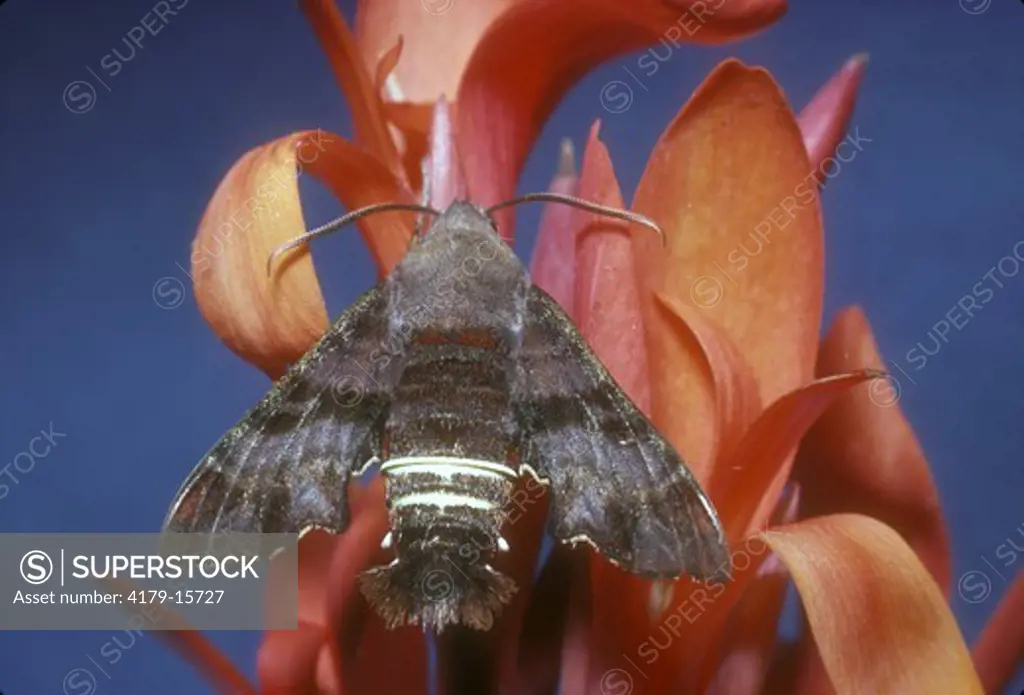 Nessus Sphinx Moth (Amphion floridensis)
